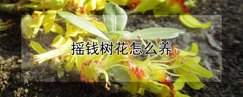 搖錢樹花怎么養(yǎng)