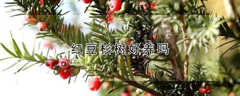 紅豆杉樹好養(yǎng)嗎