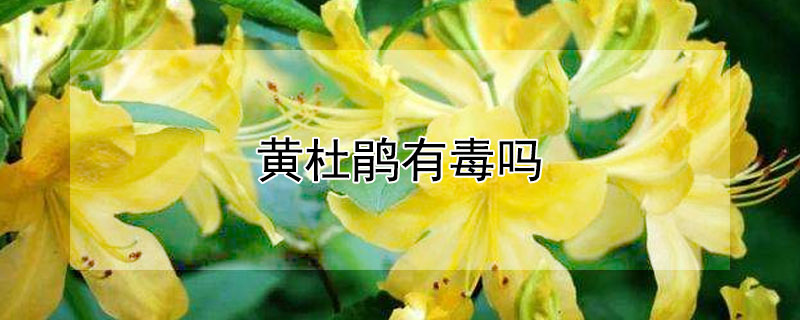 黃杜鵑有毒嗎