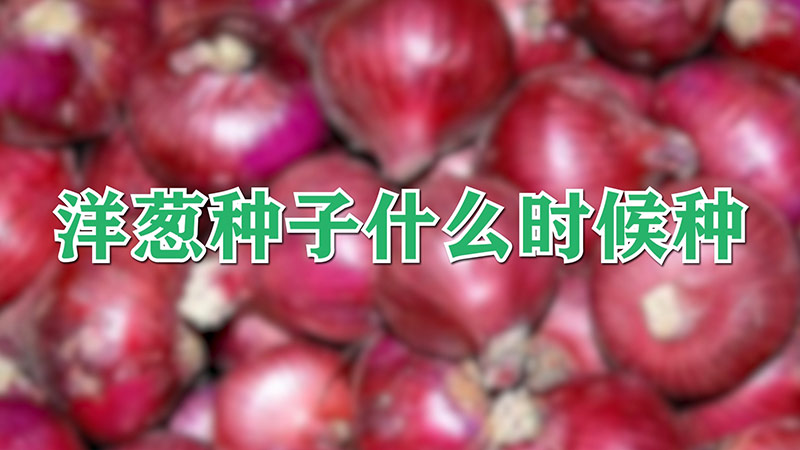 洋蔥種子什么時(shí)候種