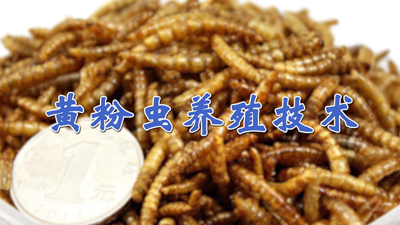 黃粉蟲養(yǎng)殖技術(shù)