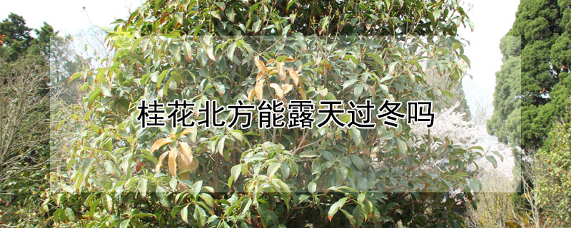 桂花北方能露天過冬嗎