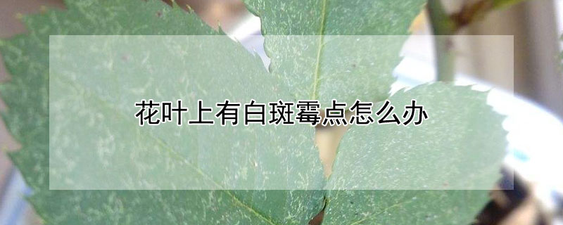 花葉上有白斑霉點(diǎn)怎么辦