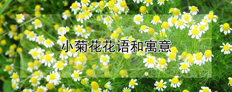 小菊花花語和寓意