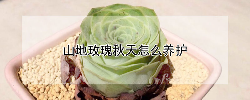 山地玫瑰秋天怎么養(yǎng)護(hù)