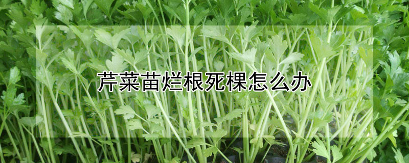 芹菜苗爛根死棵怎么辦