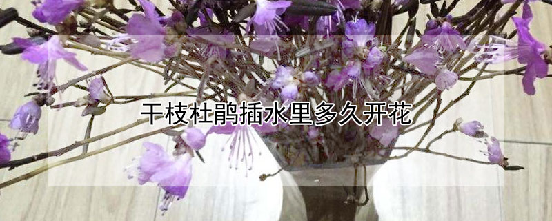 干枝杜鵑插水里多久開花