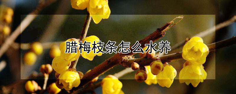 臘梅枝條怎么水養(yǎng)