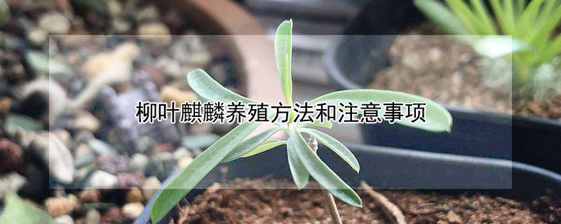 柳葉麒麟養(yǎng)殖方法和注意事項