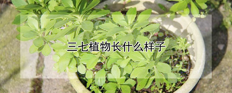 三七植物長什么樣子