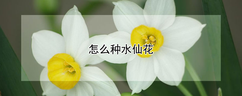 怎么種水仙花