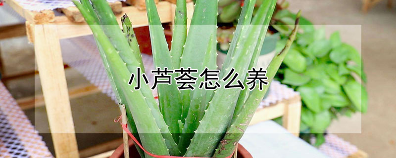 小蘆薈怎么養