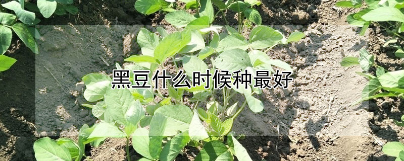 黑豆什么時(shí)候種最好