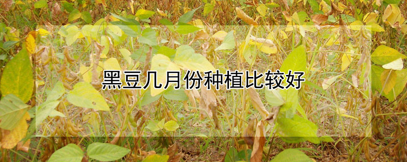 黑豆幾月份種植比較好