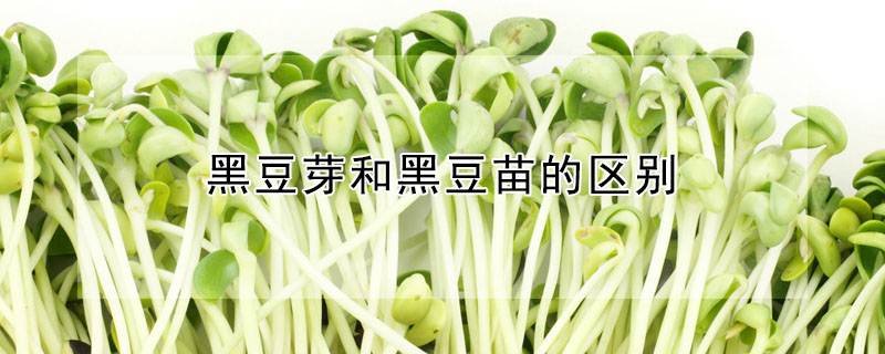 黑豆芽和黑豆苗的區(qū)別