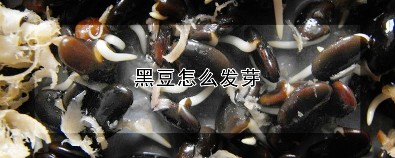 黑豆怎么發(fā)芽