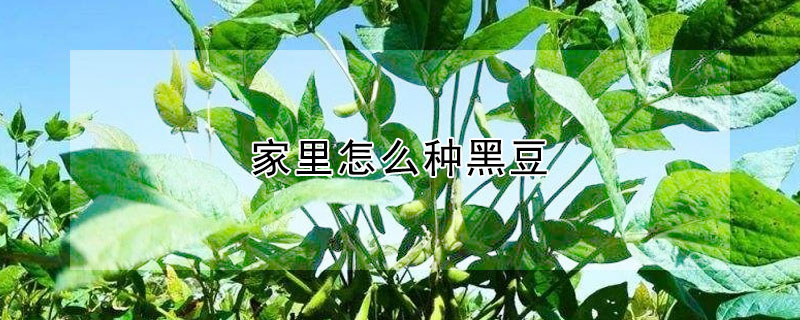 家里怎么種黑豆