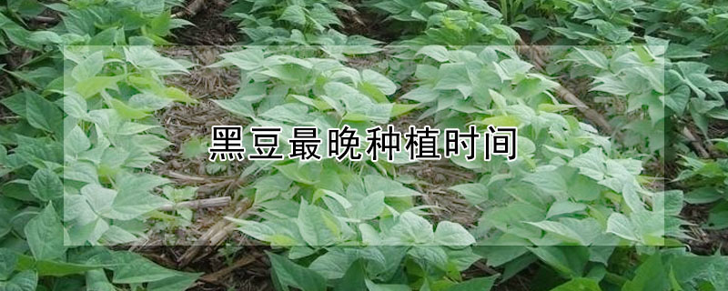 黑豆最晚種植時間