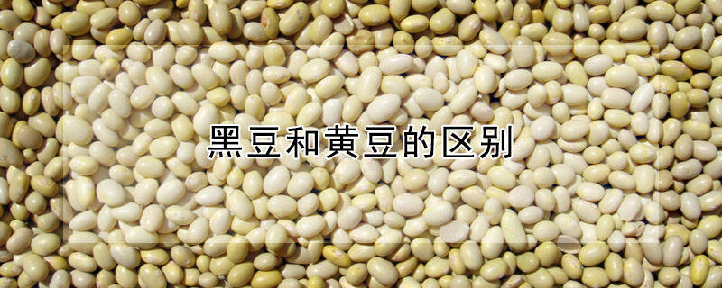 黑豆和黃豆的區(qū)別