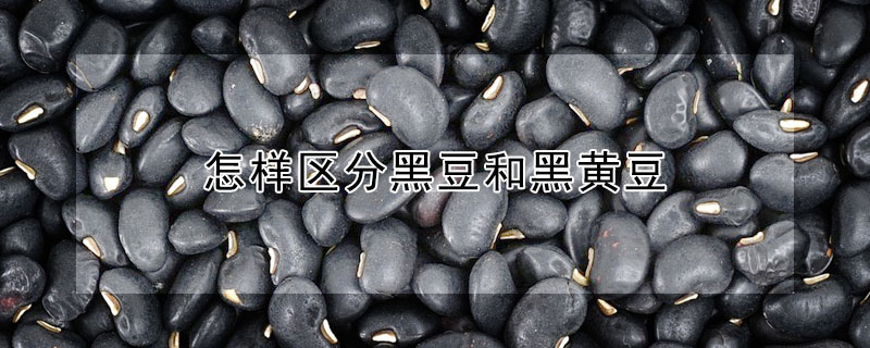 怎樣區(qū)分黑豆和黑黃豆