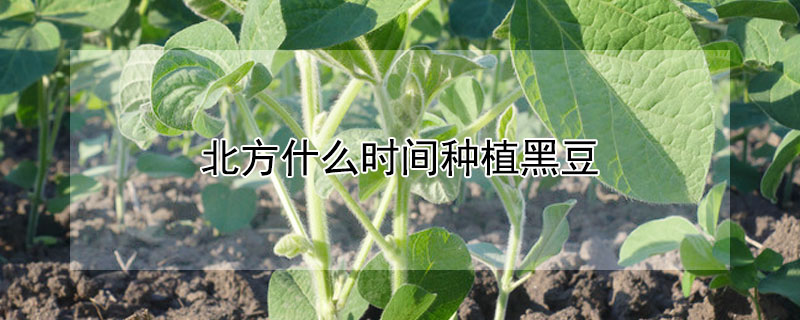 北方什么時間種植黑豆