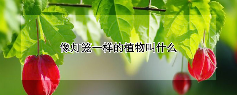 像燈籠一樣的植物叫什么