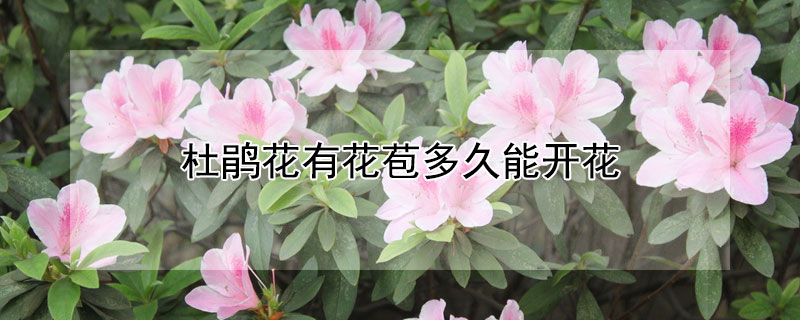 杜鵑花有花苞多久能開(kāi)花