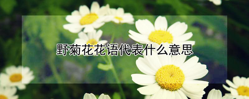 野菊花花語(yǔ)代表什么意思