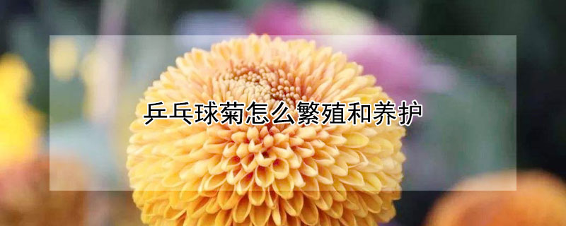 乒乓球菊怎么繁殖和養(yǎng)護