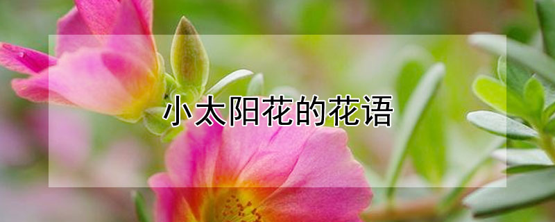 小太陽(yáng)花的花語(yǔ)