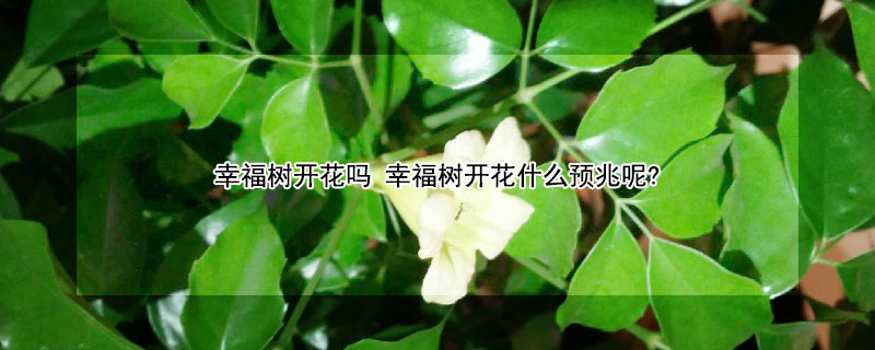 幸福樹開花嗎 幸福樹開花什么預兆呢?