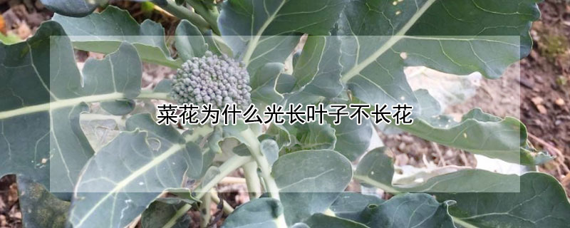 菜花為什么光長(zhǎng)葉子不長(zhǎng)花