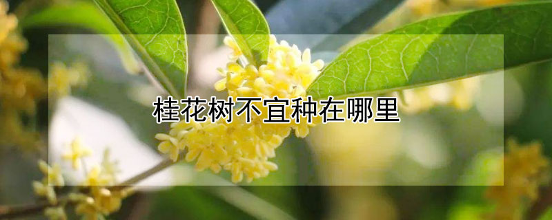 桂花樹不宜種在哪里