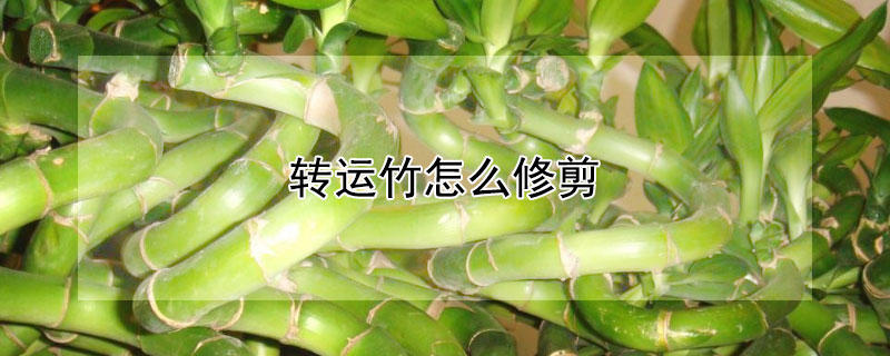 轉(zhuǎn)運竹怎么修剪