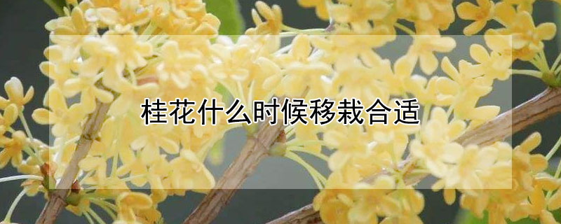 桂花什么時候移栽合適