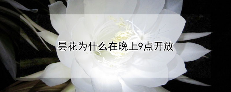 曇花為什么在晚上9點(diǎn)開放