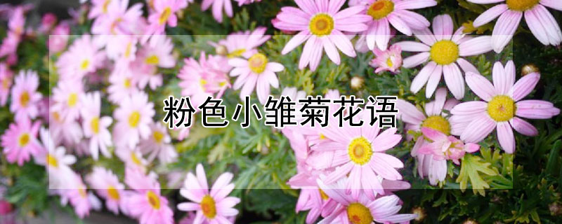 粉色小雛菊花語(yǔ)