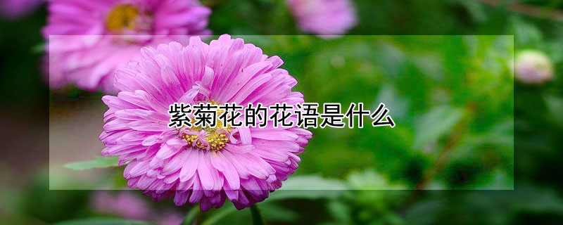 紫菊花的花語是什么