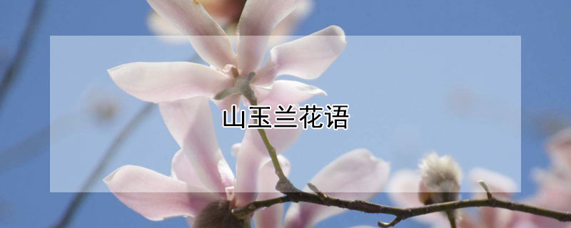 山玉蘭花語(yǔ)