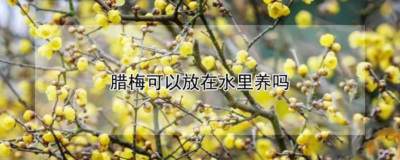 臘梅可以放在水里養(yǎng)嗎