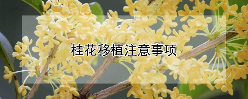 桂花移植注意事項