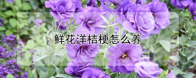 鮮花洋桔梗怎么養(yǎng)