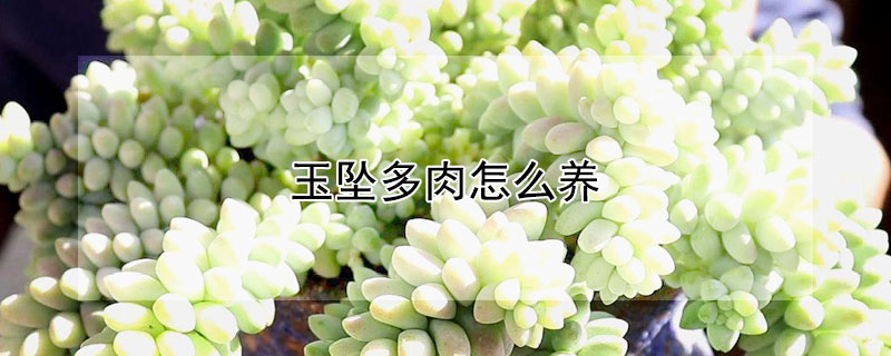 玉墜多肉怎么養(yǎng)