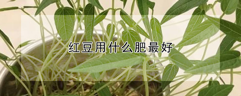 紅豆用什么肥最好