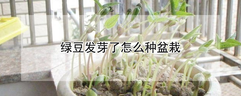 綠豆發芽了怎么種盆栽