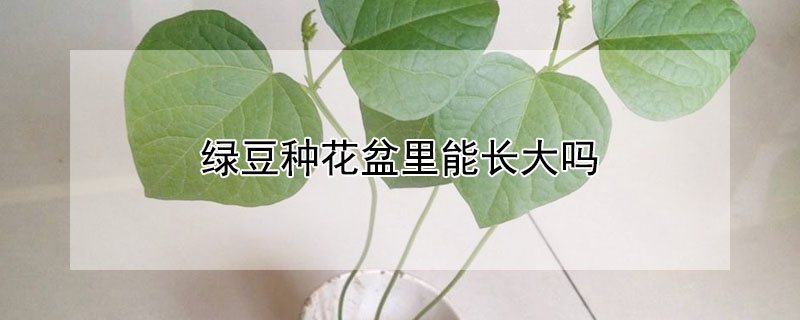 綠豆種花盆里能長大嗎