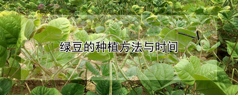 綠豆的種植方法與時間