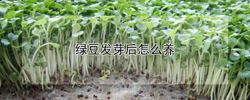 綠豆發芽后怎么養