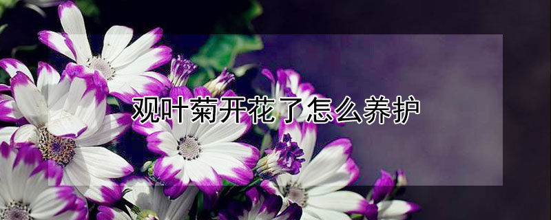 觀葉菊開花了怎么養(yǎng)護