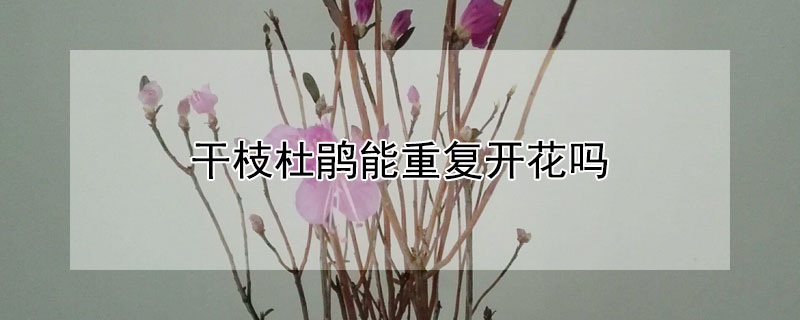 干枝杜鵑能重復開花嗎